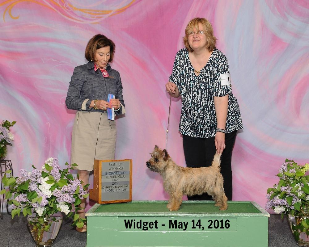 Eau Claire Cairn Terrier Grand Champion Male Dog Stud