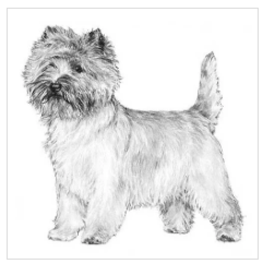 Cairn Terrier